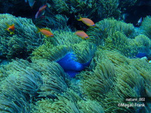 002_magali_frank_fleurange_nature