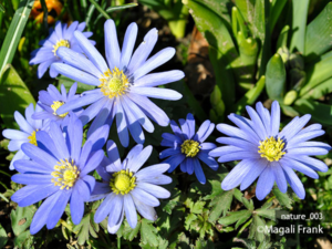 003_magali_frank_fleurange_nature