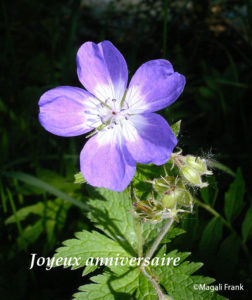 004_magali_frank_fleurange_fetes