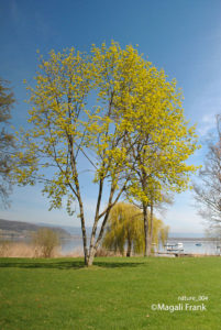 004_magali_frank_fleurange_nature