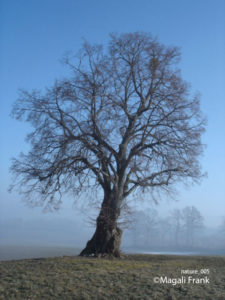 005_magali_frank_fleurange_nature