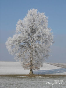 006_magali_frank_fleurange_nature