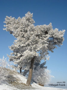 008_magali_frank_fleurange_nature