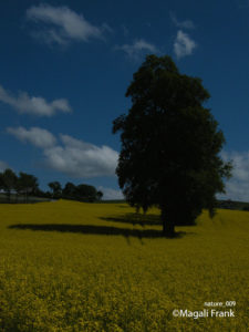 009_magali_frank_fleurange_nature