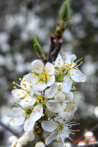 010_magali_frank_fleurange_nature