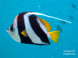 011_magali_frank_fleurange_exotiq