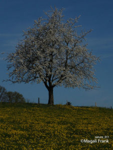 011_magali_frank_fleurange_nature