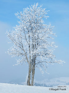 012_magali_frank_fleurange_nature