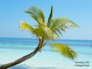 016_magali_frank_fleurange_exotique