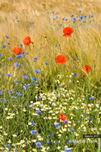 017_magali_frank_fleurange_nature