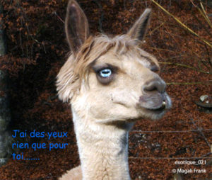 021_magali_frank_fleurange_exotique