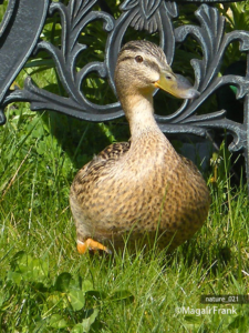 021_magali_frank_fleurange_nature