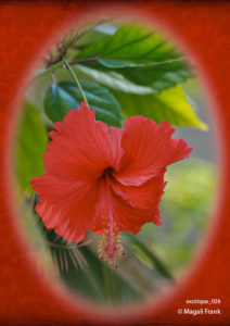 026_magali_frank_fleurange_exotique