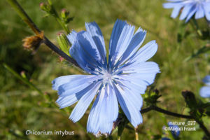 027_magali_frank_fleurange_nature