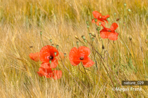 029_magali_frank_fleurange_nature