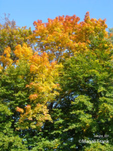 031_magali_frank_fleurange_nature