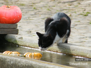 032_magali_frank_fleurange_nature