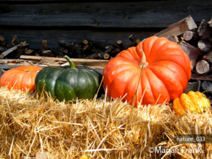 033_magali_frank_fleurange_nature