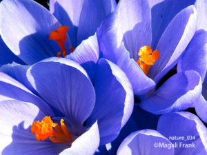 034_magali_frank_fleurange_nature