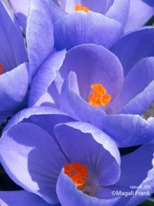 035_magali_frank_fleurange_nature