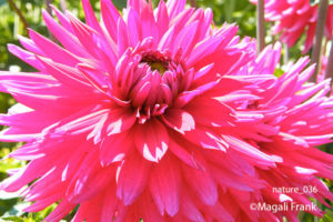 036_magali_frank_fleurange_nature