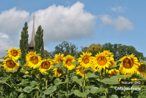 042_magali_frank_fleurange_nature