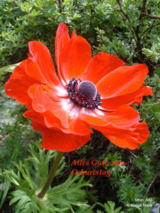 043_magali_frank_fleurange_fetes