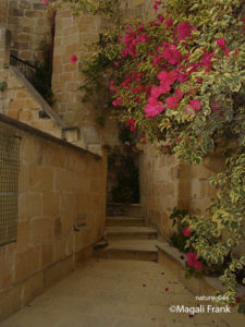 044_magali_frank_fleurange_nature