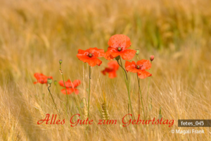 045_magali_frank_fleurange_fetes