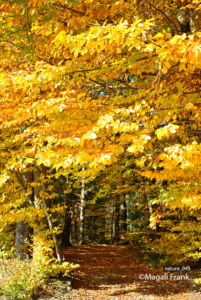 045_magali_frank_fleurange_nature