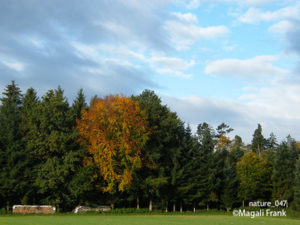 047_magali_frank_fleurange_nature