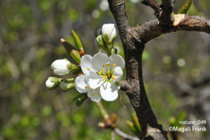 049_magali_frank_fleurange_nature