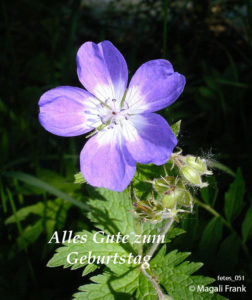 051_magali_frank_fleurange_fetes