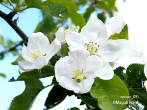 051_magali_frank_fleurange_nature