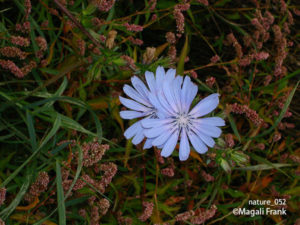 052_magali_frank_fleurange_nature