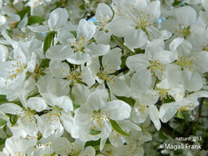 053_magali_frank_fleurange_nature