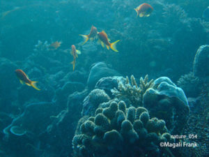 054_magali_frank_fleurange_nature