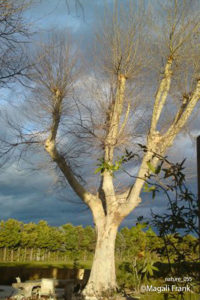 055_magali_frank_fleurange_nature