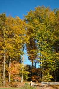 056_magali_frank_fleurange_nature