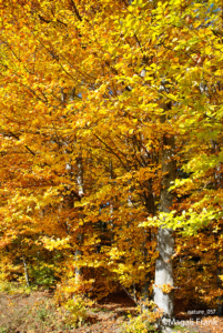 057_magali_frank_fleurange_nature