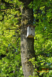 061_magali_frank_fleurange_nature