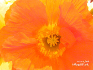 066_magali_frank_fleurange_nature