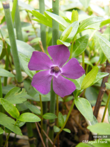 068_magali_frank_fleurange_nature