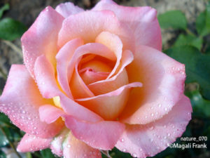 070_magali_frank_fleurange_nature