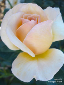 071_magali_frank_fleurange_nature