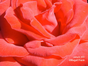 072_magali_frank_fleurange_nature