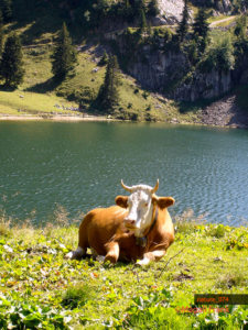 074_magali_frank_fleurange_nature