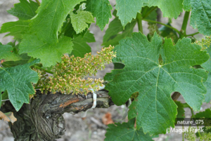 075_magali_frank_fleurange_nature