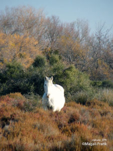 079_magali_frank_fleurange_nature