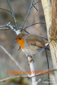 080_magali_frank_fleurange_fetes